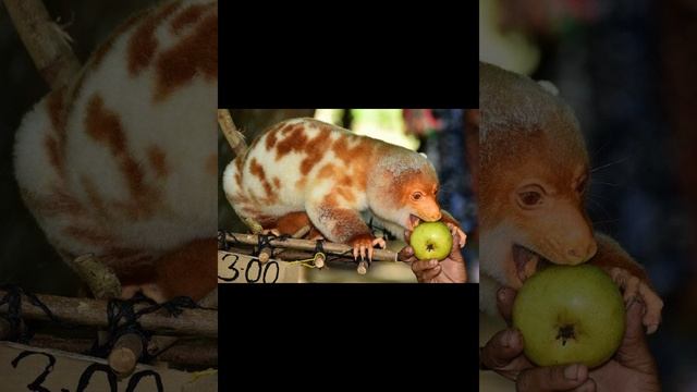 Пятнистый кускус смотреть онлайн