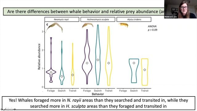 Prey quality and foraging choices of gray whales on the Oregon coast with Lisa Hildebrand смотреть онлайн