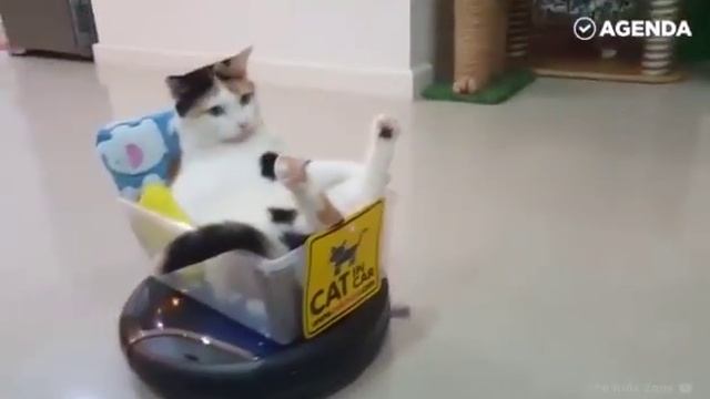 Приколы про котов 2017 смотреть онлайн