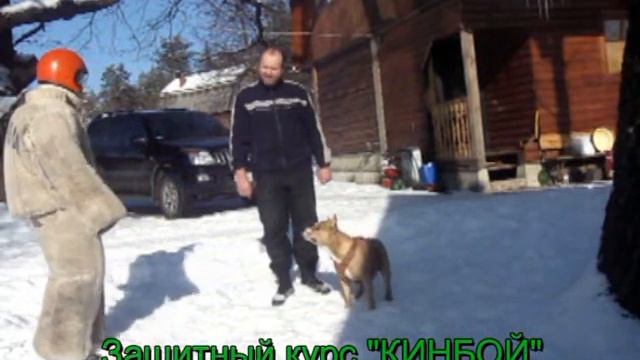 Добрый и спокойный стафорд по доброму и спокойно отсекает нехорошего человека от хозяина. смотреть онлайн