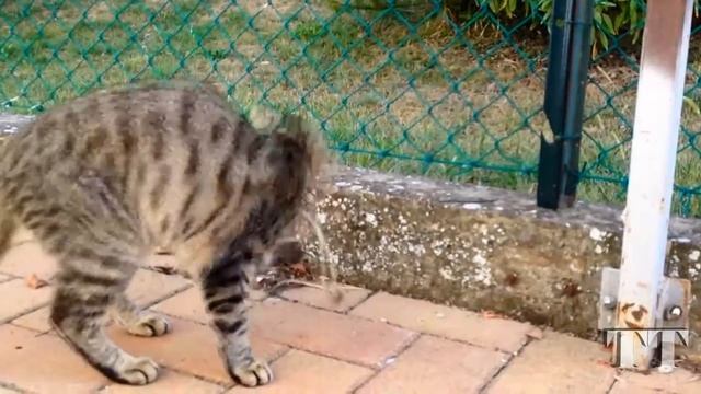 Cats and snakes. Attack. Кот и змея. Атака. смотреть онлайн