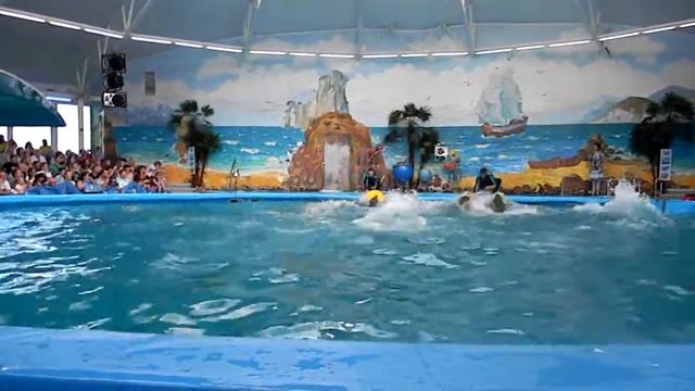 Дельфинарий Немо Минск смотреть онлайн