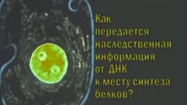 НаучФильм. Серия Биология. Биосинтез белков смотреть онлайн