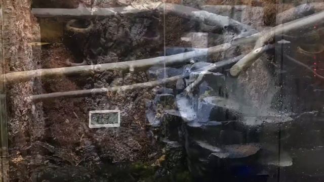 INSANE Green Tree Python Vivarium Build Progression Video!! смотреть онлайн