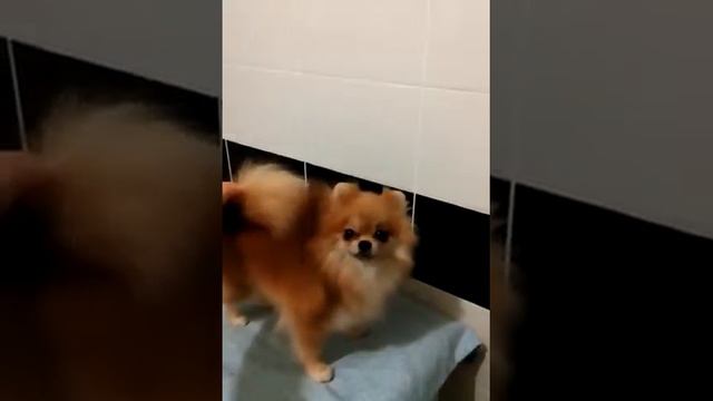 12030 Померанский шпиц. Девочка. смотреть онлайн