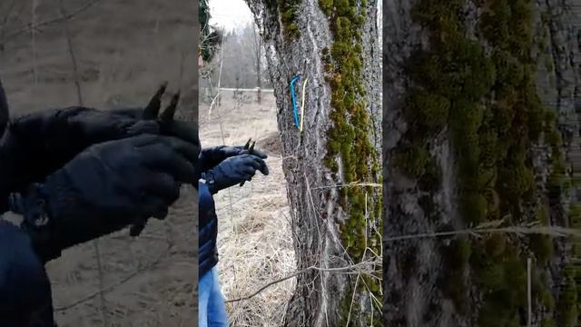 Сбор березового сока безопасны для дерева!! смотреть онлайн