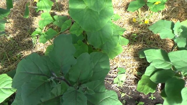 Баклажаны в теплице. смотреть онлайн