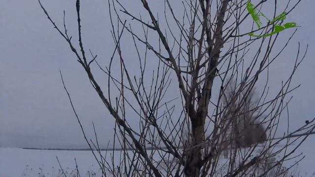 Первая охота 2022 году на зайца!!!! смотреть онлайн