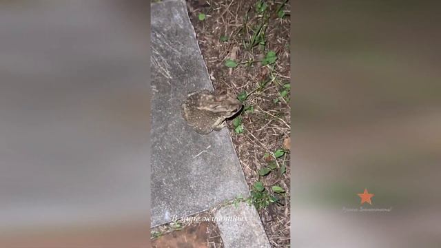 Ксения Бородина спасает улитку в Таиланде! смотреть онлайн