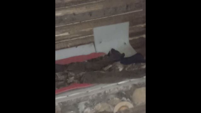 ОСЕНЬ РЫБАЛКА БУДКА ПРИРОДА ЕНОТЫ=) смотреть онлайн