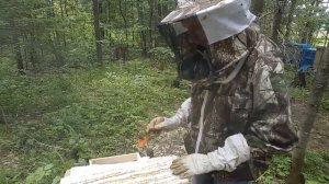 Среднерусская пчела в Пермском крае