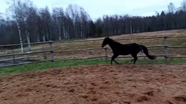 ганноверский жеребец Друид смотреть онлайн