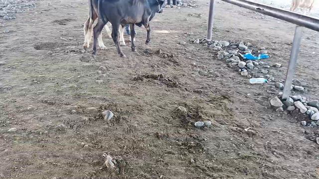 НАРХИ ГУСФАНДХО ШАХРИНАВ ВА ПАХТАОБОД 30 ИЮЛЯ арафа