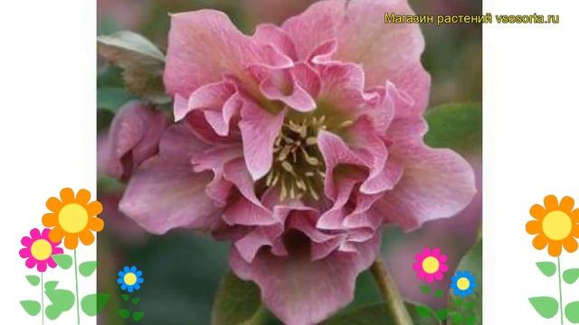 Морозник восточный Пинк Леди Споттед. Краткий обзор helleborus orientalis Pink Lady Spotted смотреть онлайн