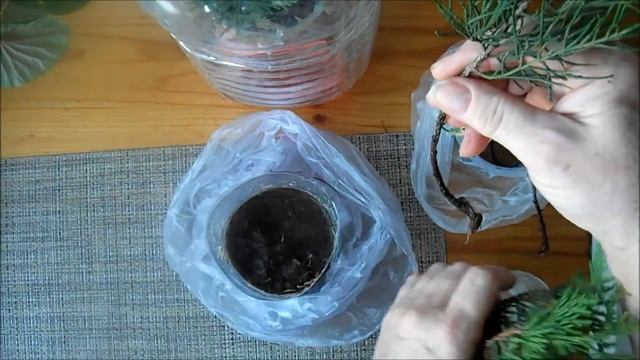 Результат зимнего черенкования туи и можжевельника смотреть онлайн