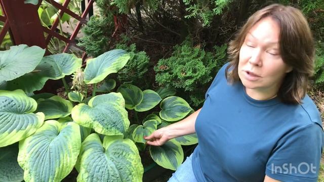 Хосты Frances Williams, Tokudama Flavocircinalis и Abiqua Drinking Gourd