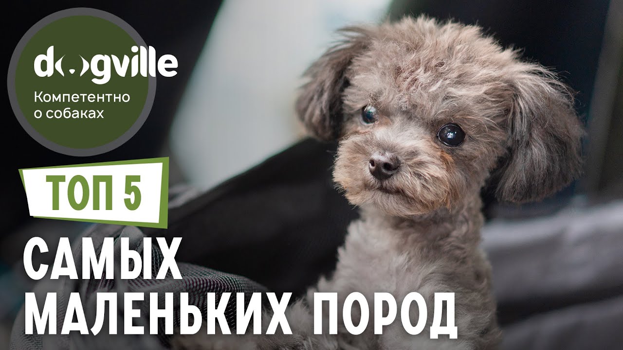 ТОП 5 САМЫХ маленьких пород собак смотреть онлайн