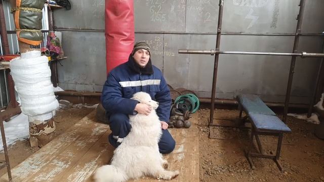 ЛЕЧЕНИЕ БОЛЬНОГО ГЛАЗА У СОБАКИ смотреть онлайн