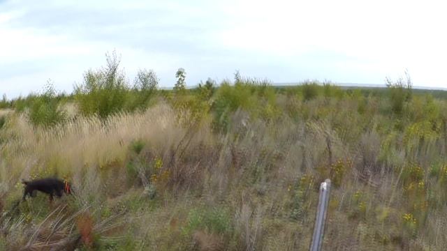 Куры падают смотреть онлайн