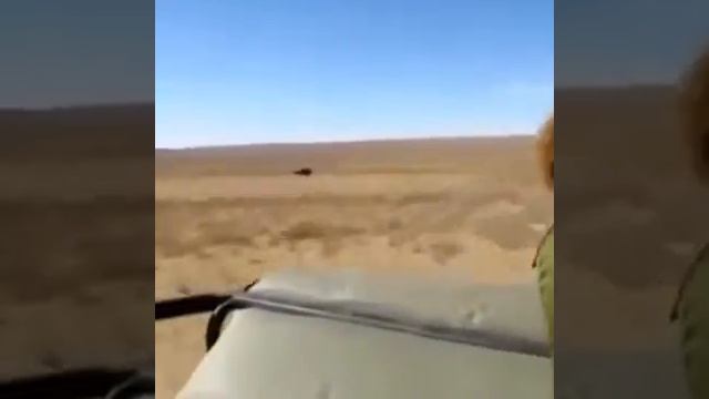 Охота на страуса! смотреть онлайн