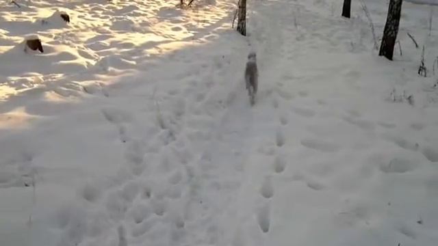 Bedlington Terrier. Winter-5. смотреть онлайн
