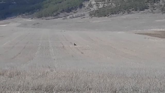 Крымский гриф или чёрный гриф или бурый гриф (лат. Aegypius Monachus)