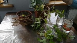 Ипомея батат. Черенкование. Все просто.