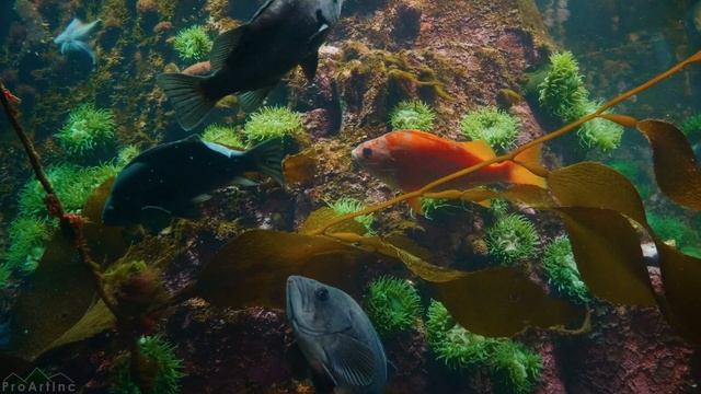 [4K UHD] Best Aquarium Relaxation With Calming Music - Vancouver Aquarium - 3HOURS