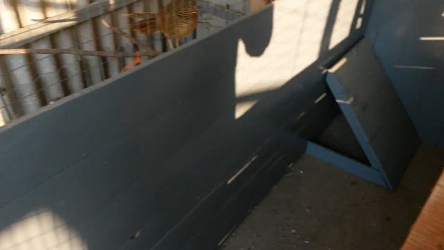 Вольер для фазанов. Доработка 1 вольера. смотреть онлайн