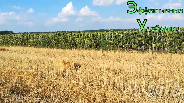 Круговорот Веществ в Природе смотреть онлайн