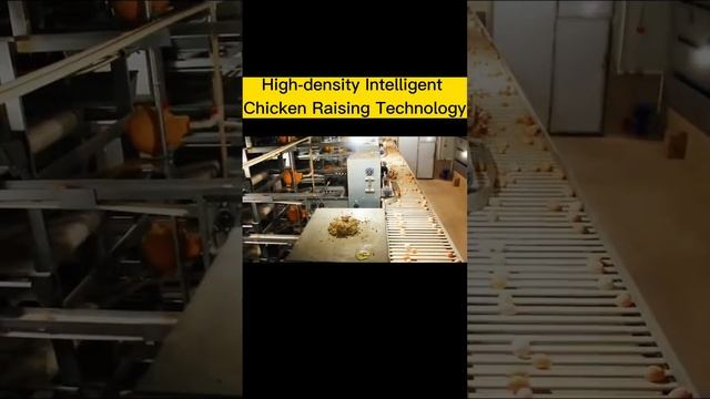 High-density intelligent chicken raising technology смотреть онлайн