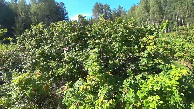 Пока погода хорошая надо гулять #жизньданки смотреть онлайн