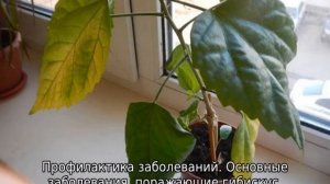 Почему у гибискуса желтеют листья