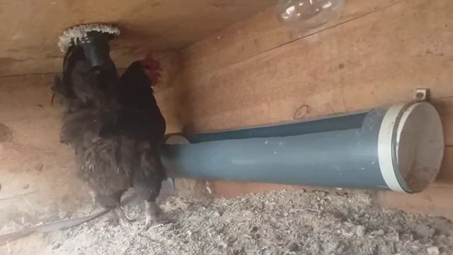 Выпадение яйцевода у курицы. Как я справилась с этой проблемой. смотреть онлайн