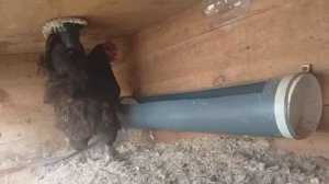 Выпадение яйцевода у курицы. Как я справилась с этой проблемой.