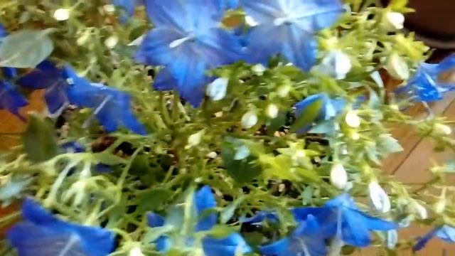 Кампанула жених и невеста уход в домашних условиях смотреть онлайн