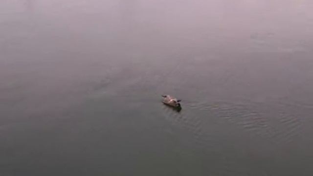 Птенец баклана в воде смотреть онлайн