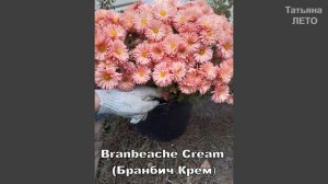 РАННИЕ СОРТА ХРИЗАНТЕМЫ МУЛЬТИФЛОРА.