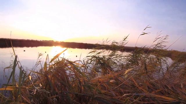 Охота на утку. Вечерняя зорька на пересохших разливах реки. смотреть онлайн