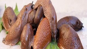 Как избавиться от слизней на клубнике