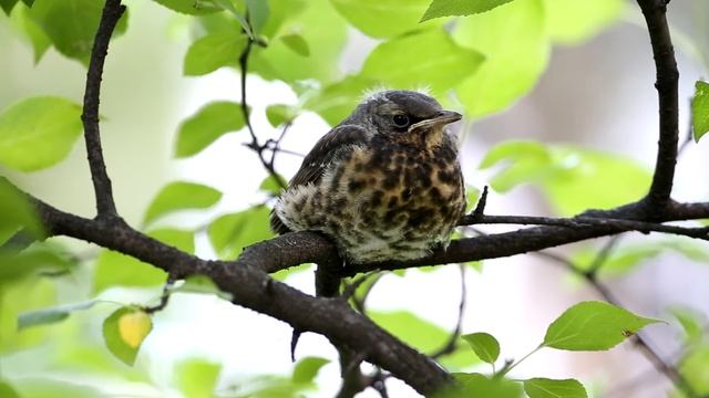 Слёток дрозда рябинника. смотреть онлайн