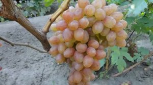 Виноград кишмиш находка — ранний гибрид Крайнова