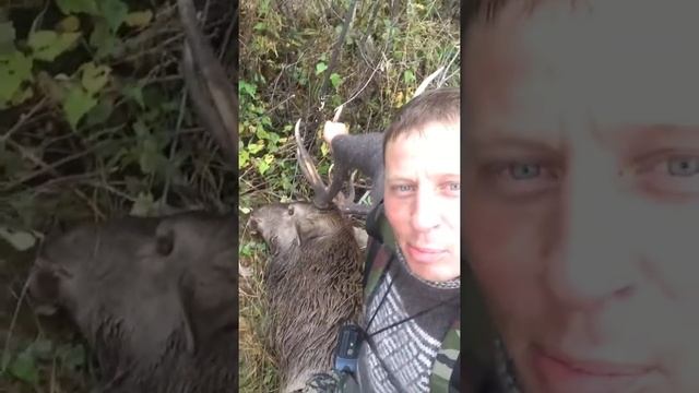 Охота на реву изюбрь смотреть онлайн