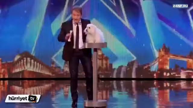 СМОТРЕТЬ ВСЕМ!!! Говорящая СОБАКА на ШОУ талантов в Британии смотреть онлайн