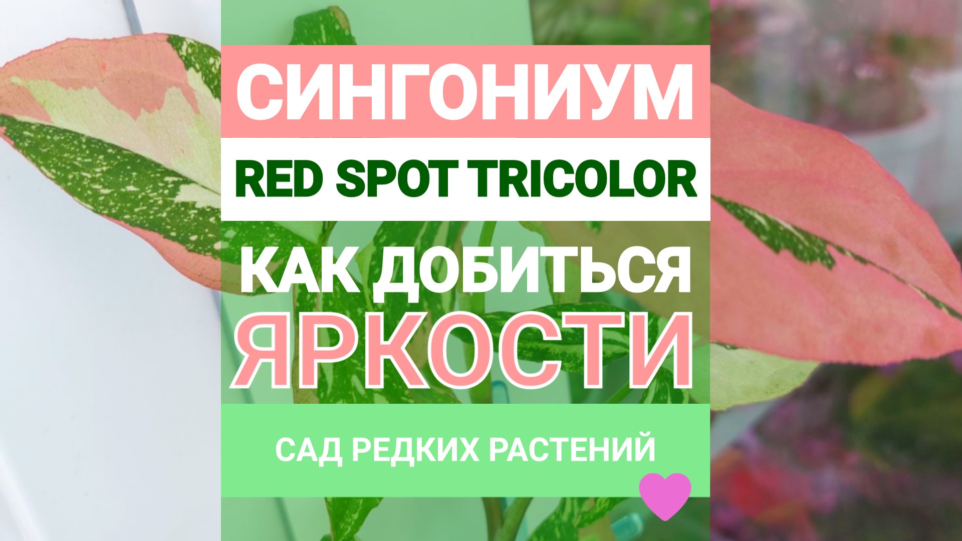 Как добиться яркости у сингониума ред спот триколор Syngonium red spot tricolor смотреть онлайн