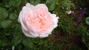 Роза Остина Alnwick  июль 2019