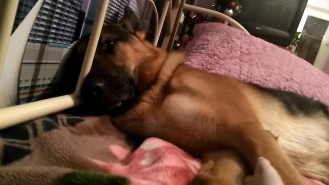 Как спят собаки. How dogs sleep. смотреть онлайн