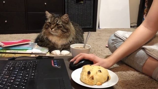 Скрытая камера. Смешные коты.Уссури. смотреть онлайн