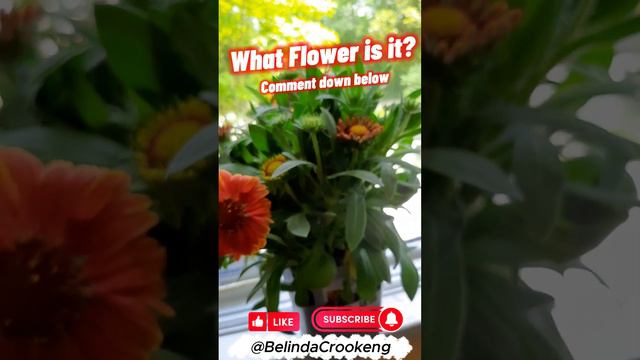 Flower Mystery Unveiled: Can You Name This Gorgeous Bloom? #flowers , #nature, #challenge смотреть онлайн