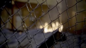 Black Veil Brides - Goodbye Agony